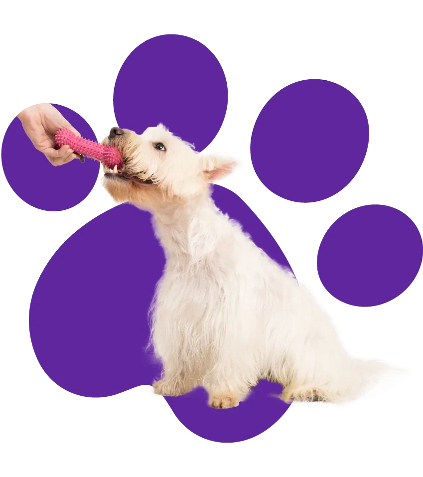 El juego y los juguetes en la vida de tu cachorro