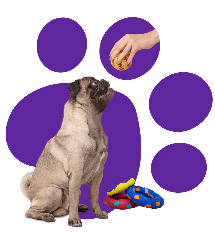 Jugar con tu perro a lo largo de su vida