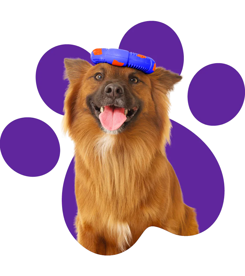 ¿Cómo estimular el juego en perros desinteresados?