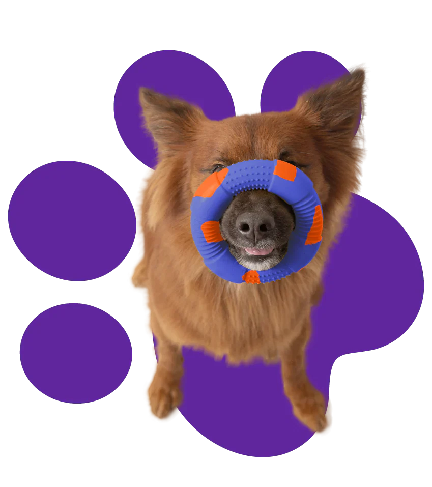 Consejos para jugar con tu mascota de forma eficaz